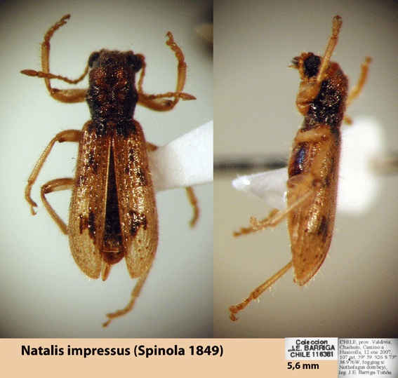 Neogyponyx impressus (Spinola 1849) 