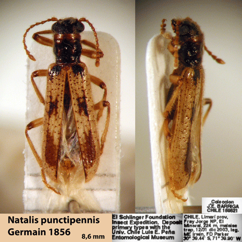 Neogyponyx punctipennis (Germain 1856)