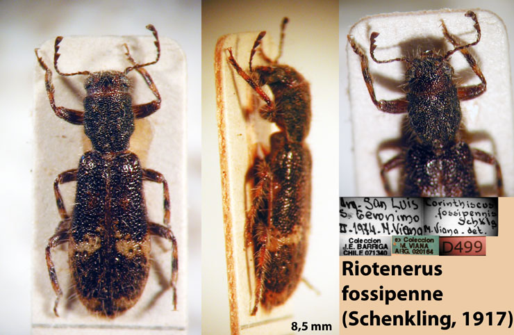 Riotenerus fossipenne (Schenkling, 1917)