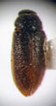  Decamerus haemorrhoidalis