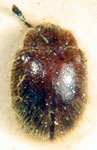 Stenotarsus argentinus