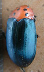Callischyrus cyanopterus