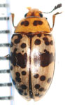 Erotylidae sp. B