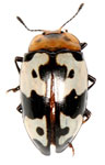 Erotylidae sp. D
