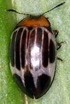 Erotylidae sp. M