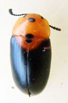 Erotylidae sp. P
