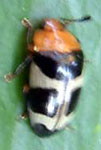Erotylidae sp. R