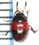 Erotylidae sp. T