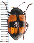 Erotylidae sp. V