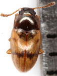 Erotylinae sp. A
