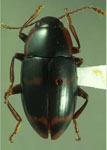  Notaepytus lavegaensis