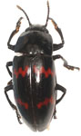 Pselaphacus rubricatus
