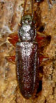 Australohyliota chilensis