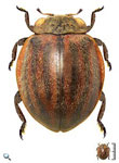 Epilachna callangae