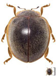 Epilachna cf. marginella