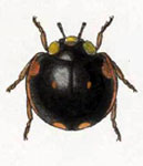 Exochomus tricoloratus
