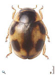 Hyperaspis arida