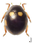 Hyperaspis pseudopavida