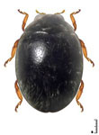  Stethorus sp. 10