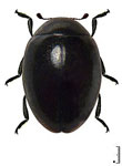 Coccidophilus aimogastaensis