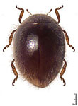 Scymnomorphus sp. 1