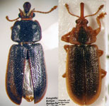  Oxycraspedus cornutus