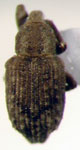  Lissorhoptrus lepidus