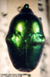 Eurhin viridis
