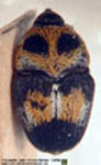  Leptoschoinus fucatus