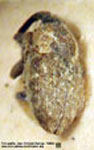  Linogeraeus quadrivittatus