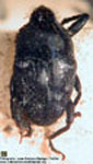  Madarellus alticollis