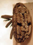  Eubulus nigronotatus