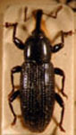 Amalactus carbonarius nigerrimus
