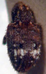  Pheloconus albomaculatus