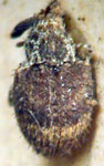  Pheloconus hispidulus