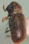  Acorthylus bosqui