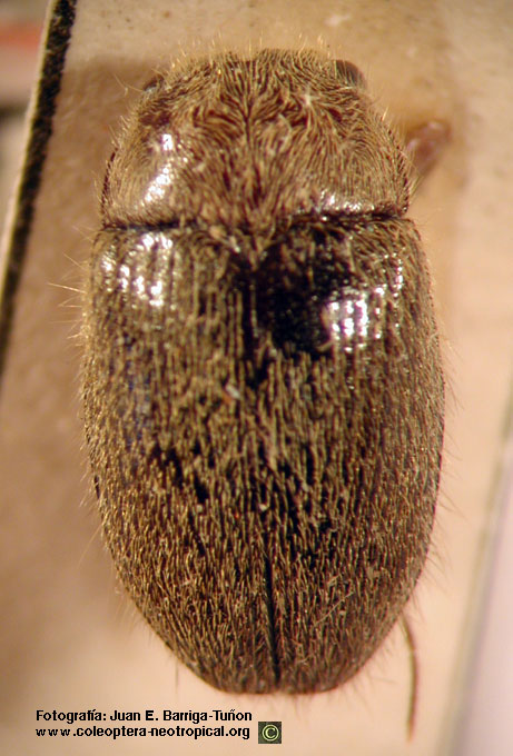 Artematopus sp. 1  