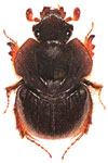  Neoathyreus (Neoathyreus) brazilensis 