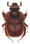  Neoathyreus (Neoathyreus) lanuginosus