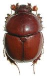  Pereirabolbus castaneus