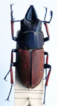  Leptinopterus cfr. tibialis