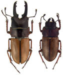 Leptinopterus constricticollis
