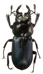 Platycerus oregonensis