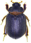 Omorgus (Omorgus) ciliatus