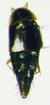 Nomimocerus sp. 1