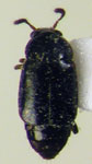 Xenanthobium cfr. andicola