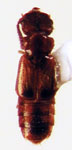 gen. 1 aff. Omaliopsis sp. 4