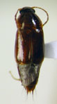 Leucotachinus sp. 1