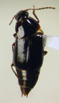 Leucotachinus sp. 2