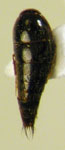 Tachynomorphus sp. 1